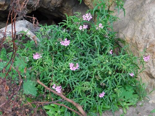 Pelargonium glutinosum