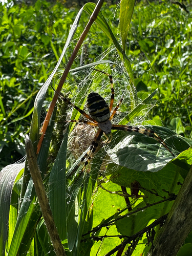 Wasp Spider