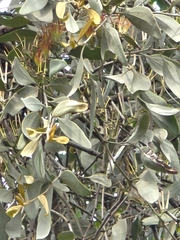 Amyema quandang, photograph (c) Ian Rainbow, some rights reserved (CC BY)