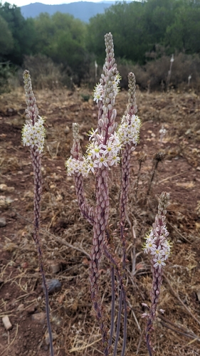sea squill