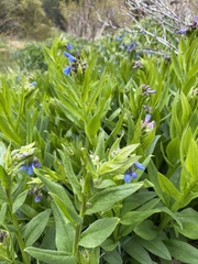 Mertensia oblongifolia