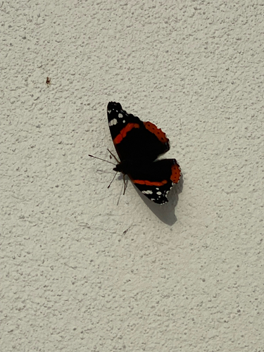 Red Admiral