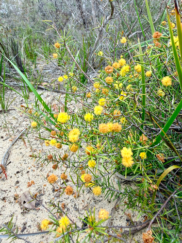 Acacia brownii observed 2026-09-25