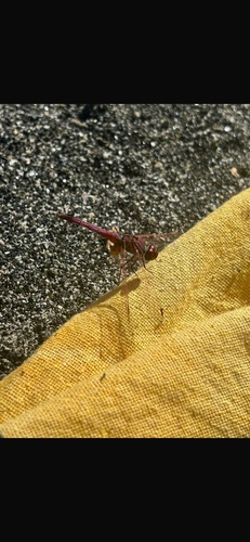 Violet Dropwing