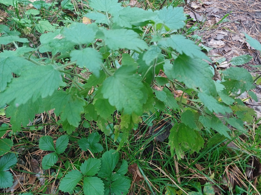 Leonurus quinquelobatus; photograph (c) open_a_ir, some rights reserved (CC BY)