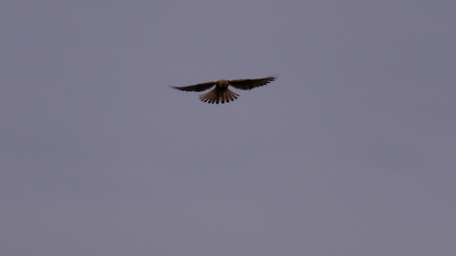 Eurasian Kestrel