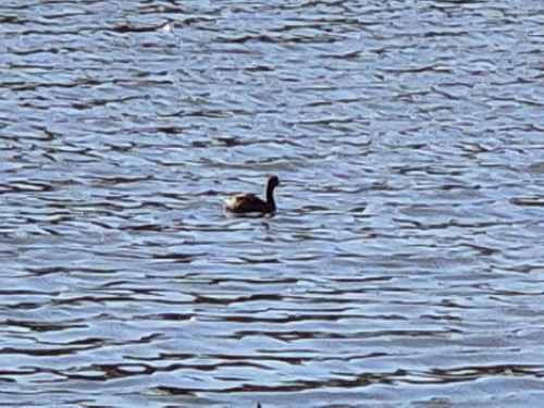 Little Grebe