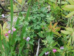 Dipogon lignosus, photograph author not stated, no rights reserved