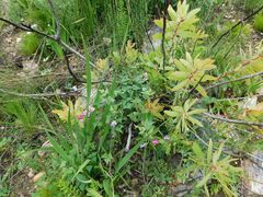 Dipogon lignosus, photograph author not stated, no rights reserved
