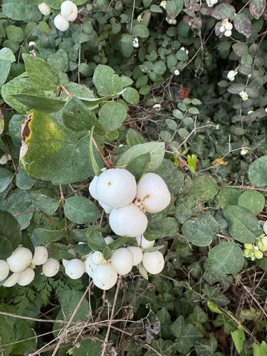 Common Snowberry