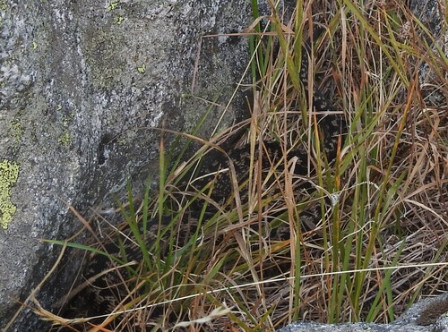 Adder