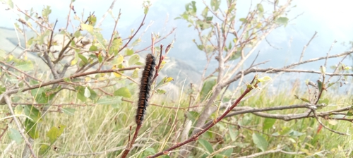 Fox Moth