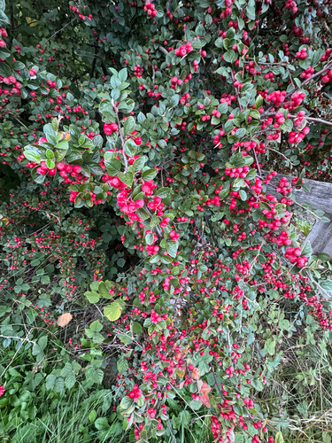 Wall cotoneaster
