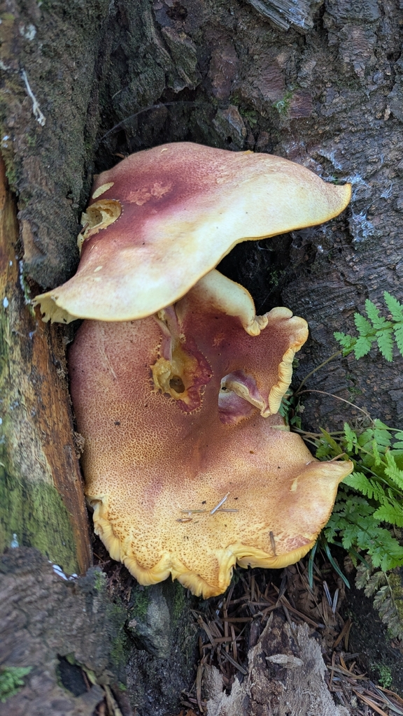 Rycerzyk czerwonozłoty — 🍄 Cały owocnik