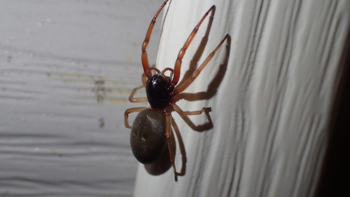 Broad-faced Sac Spider