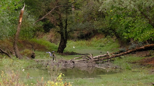 Grey Heron