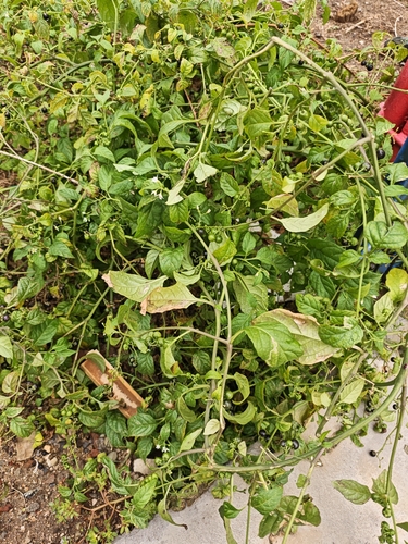 black nightshade