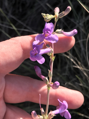 Penstemon fendleri