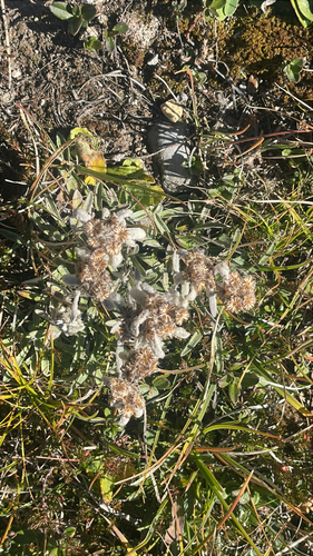 Edelweiss