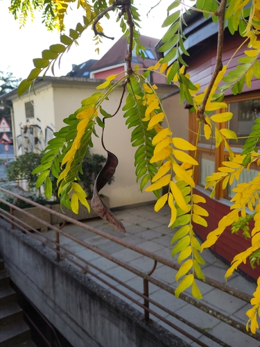 honey locust