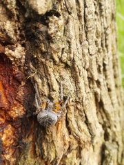 Araneus granadensis
