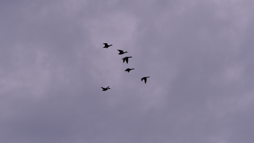 Mallard