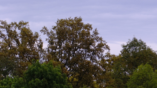 Great Egret