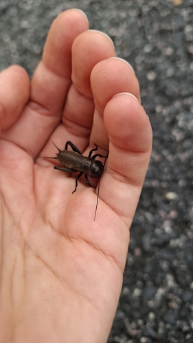 European Field Cricket