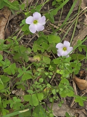 Oxalis incarnata, photograph (c) Ian Rainbow, some rights reserved (CC BY)