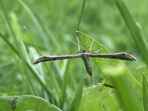 Morning-glory Plume Moth
