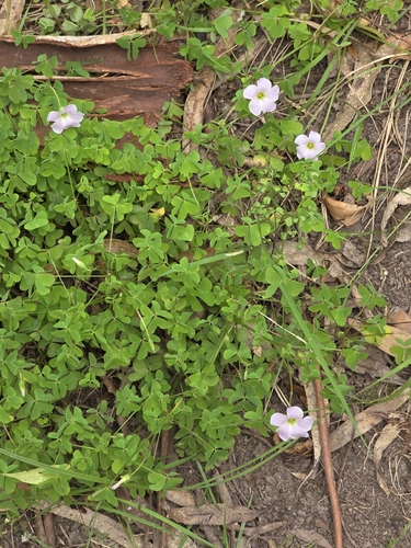Oxalis incarnata, photograph 3