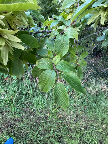 European Hornbeam