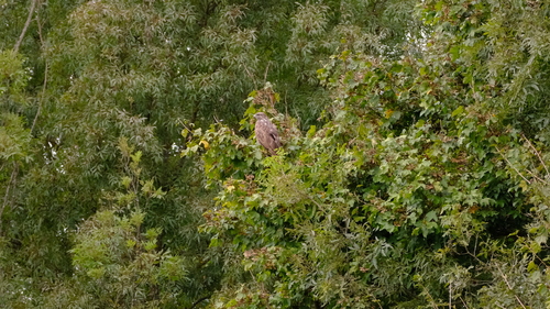 Common Buzzard
