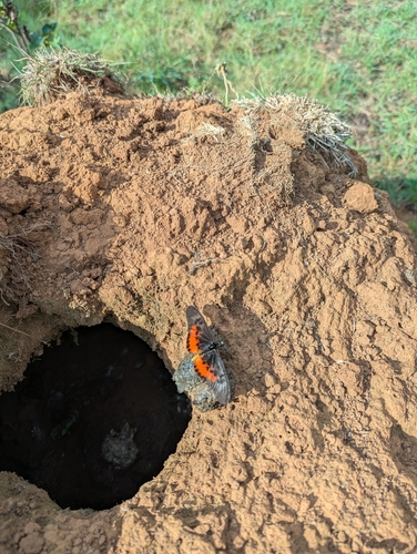 Elegant Acraea