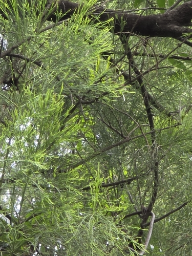 Exocarpos cupressiformis