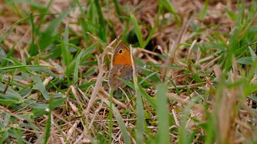 Small Heath