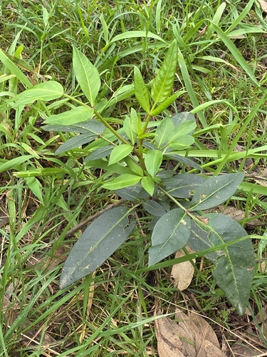 Polyscias sambucifolia