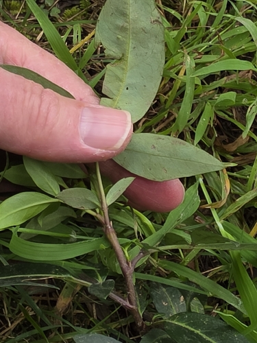 Polyscias sambucifolia, photograph 2