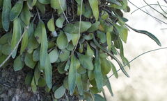 Pyrrosia eleagnifolia, photograph (c) William Harland, some rights reserved (CC BY)