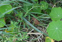 Galium aparine, photograph (c) William Harland, some rights reserved (CC BY)