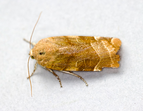 Broad-bordered Yellow Underwing