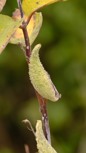 common milkweed