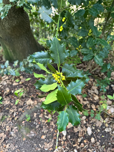 European holly