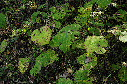 Tussilago farfara, photograph 6