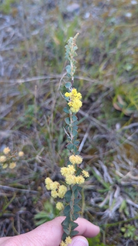Acacia pravissima observed 2026-09-25