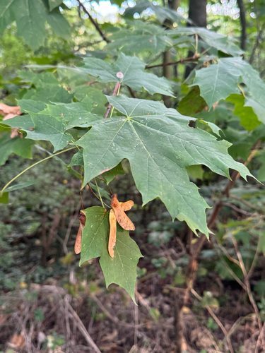 Norway maple