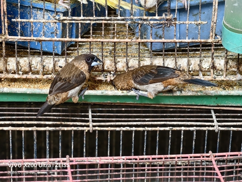 White-rumped Munia