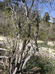 Acer glabrum