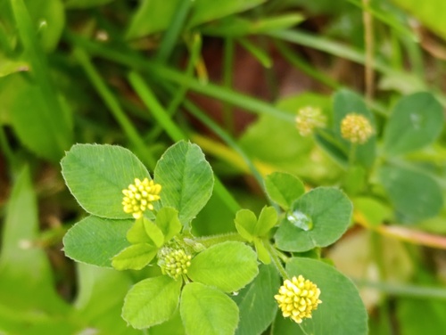 Black Medick