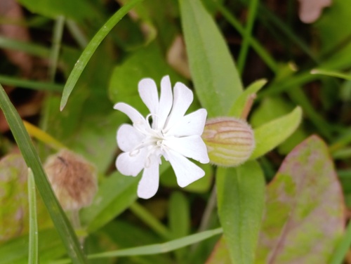 white campion